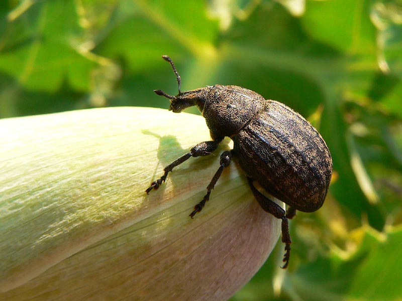 Anisorhynchus barbarus sturmi (Coleoptera, Curculionidae)